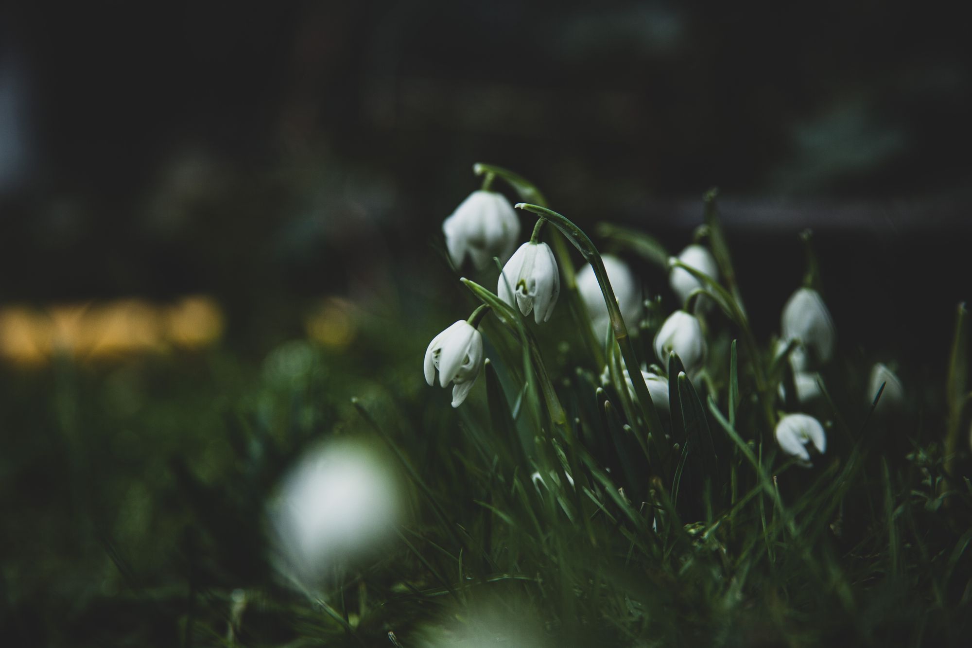 Galanthus nivalis (snowdrops) in my back garden