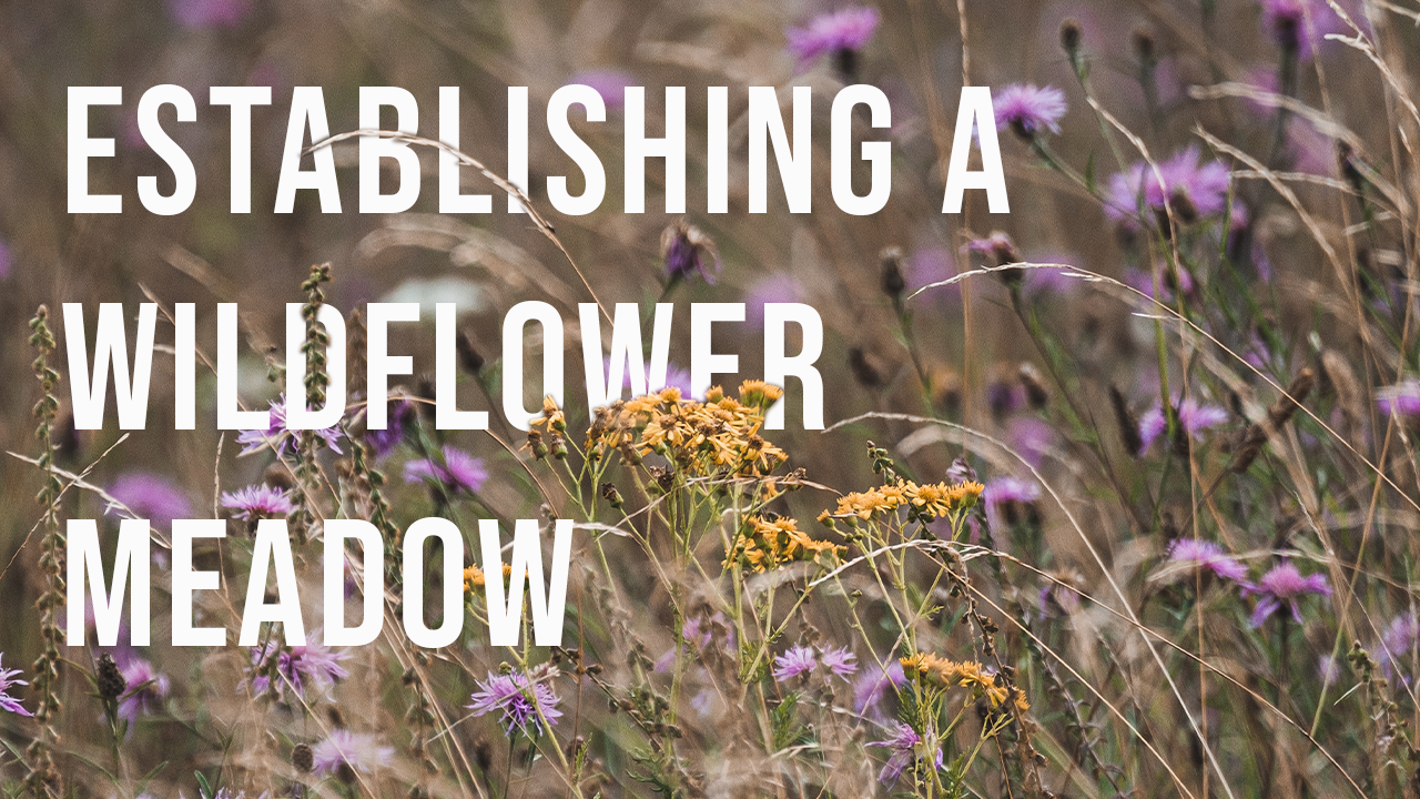How To Create A Wildflower Meadow How To Create A Wildflower Meadow