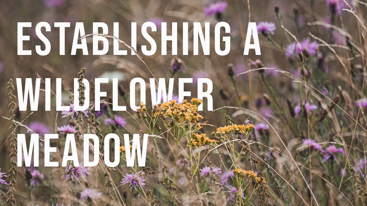 Wildflowers with text, "Establishing a Wildflower Meadow"