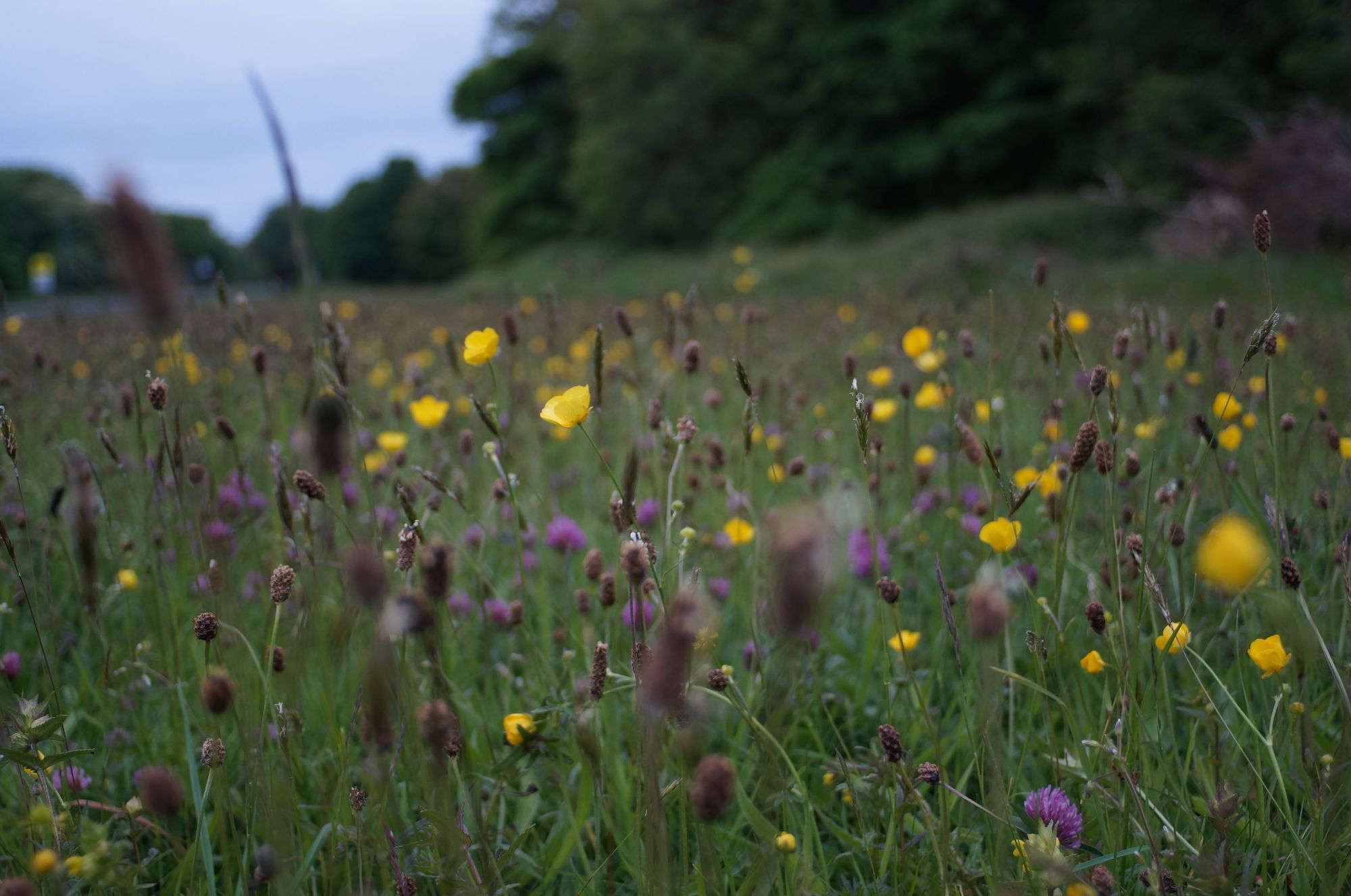 Wild grasses and flowers growing in a field