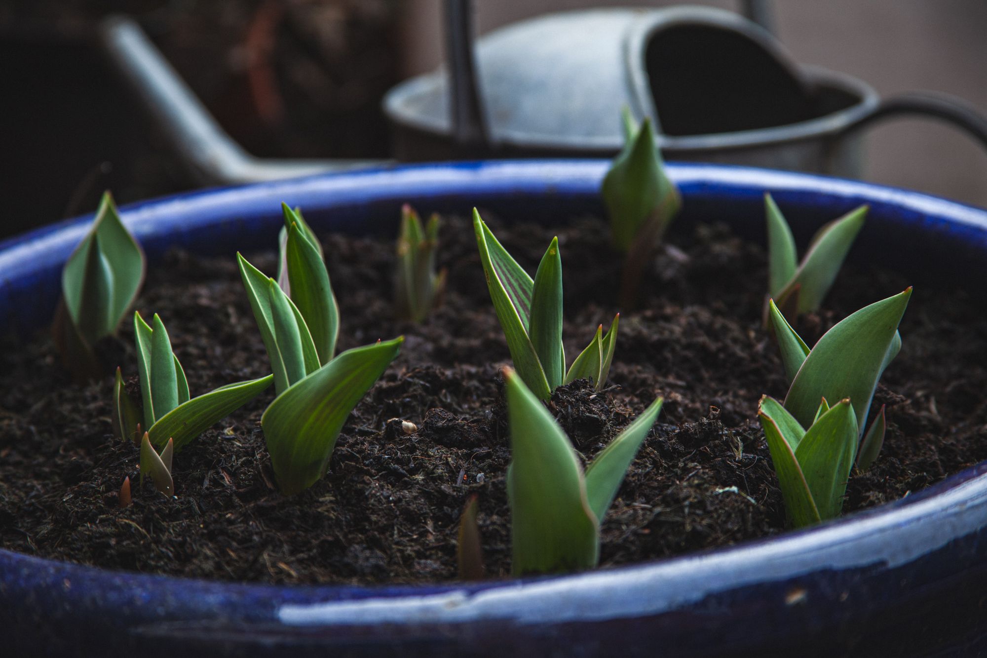 How Often Does A Gardener Come